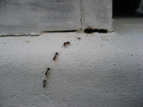 trail-of-ants.jpg
